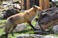 Tím vedcov v Argentíne zrejme našiel dôkaz pokusu o domestikáciu líšky