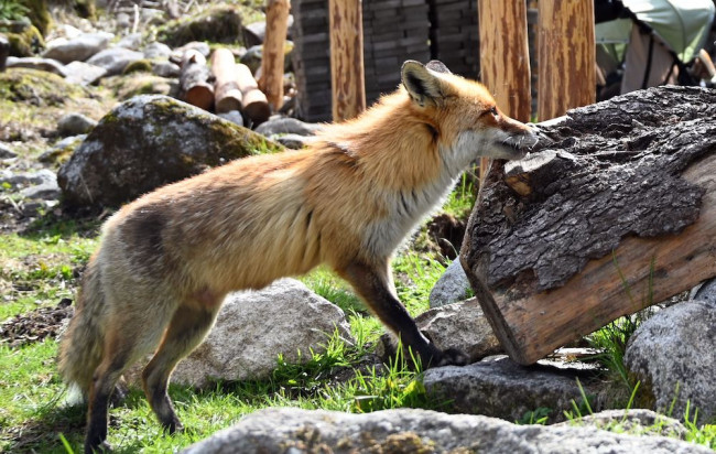 Tím vedcov v Argentíne zrejme našiel dôkaz pokusu o domestikáciu líšky