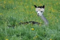 Jarné strihanie domestikovanej lamy alpaka