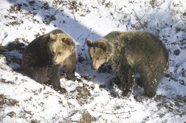 Zoo v Košiciach pokračuje v chove medveďov