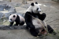 mláďa, panda, zoo