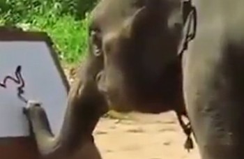 LIKE DŇA: Tohto slona budete milovať