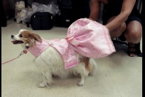 Módna prehliadka oblečenia pre psov v New Yorku 