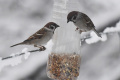 Prikrmovanie pomôže vtáctvu prežiť zimu. Čo ale do kŕmidla nepatrí?