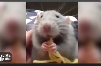 LIKE DŇA: Potkan a jeho špagety