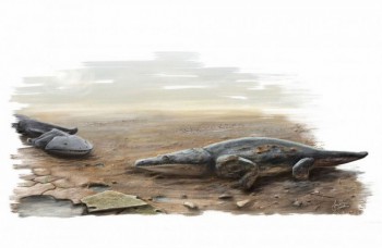SUPERSALAMDRA: Objavený živočíšny druh žil pred 200 miliónmi rokov