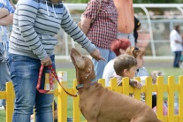 V Zlatých Moravciach sa konala výstava psov