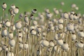 UNODC: V Afganistane napriek zákazu opäť stúpa produkcia ópia