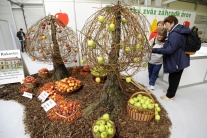 Výstava jabĺk a hrušiek