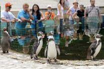 Kŕdeľ tučniakov v košickej ZOO sa rozrástol o dve 