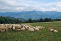 Spišské Podhradie a ochranári budú pasením oviec zachraňovať sysľov