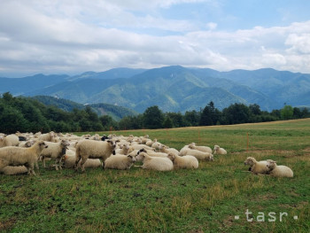 Spišské Podhradie a ochranári budú pasením oviec zachraňovať sysľov