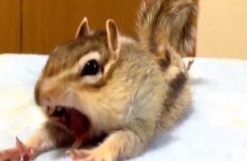 LIKE DŇA: Veverička, ktorá miluje periny, si získala internet